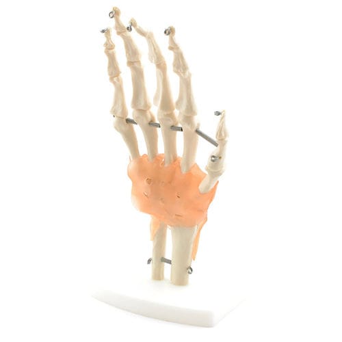 Modelo anatómico de esqueleto - H130371  - HeineScientific® - de mano / de formación / blanco