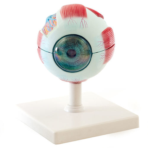 Modelo anatómico de ojo - H139036  - HeineScientific® - de formación / de plástico / con musculatura