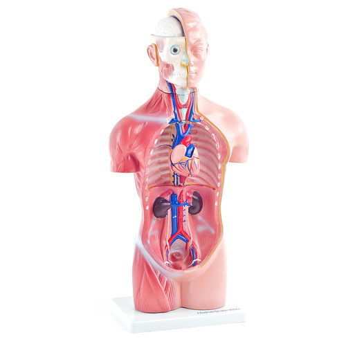 Modelo anatómico de torso - H131120  - HeineScientific® - de formación / de plástico / con musculatura