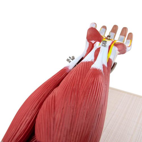 Modelo anatómico de músculo - H139011  - HeineScientific® - de brazo / de formación / con musculatura