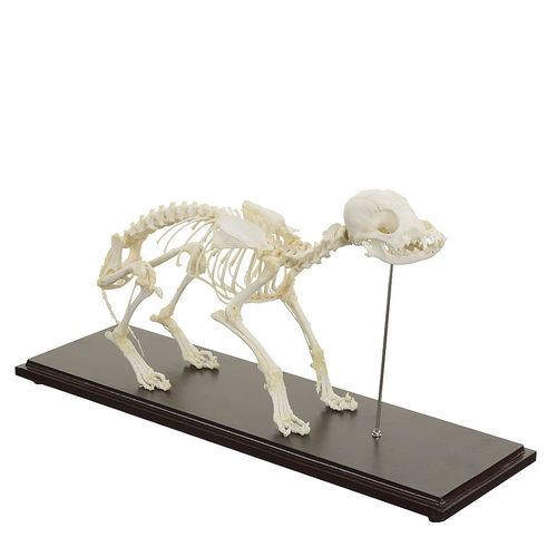 Modelo anatómico de cuerpo entero - H190054 - HeineScientific® - de esqueleto / veterinario / de formación