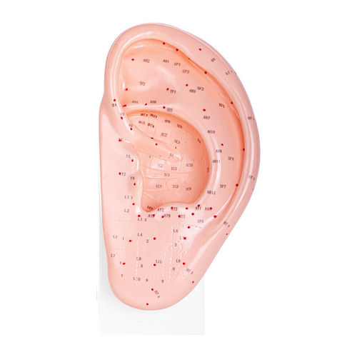 Modelo anatómico de oreja - H130348 - HeineScientific® - de formación / de acupuntura / de plástico