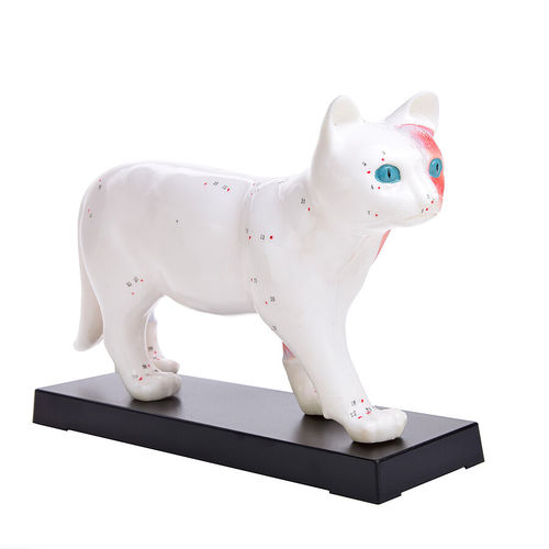 Modelo anatómico de cuerpo entero - H190074  - HeineScientific® - veterinario / de acupuntura / de formación
