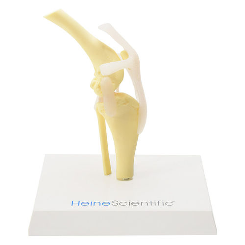 Modelo anatómico de rodilla - H139013  - HeineScientific® - de articulación / de esqueleto / veterinario