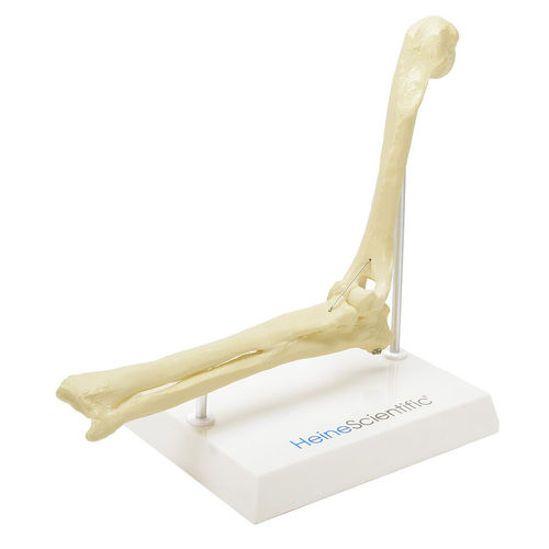 Modelo anatómico de esqueleto - H139082  - HeineScientific® - de radio / de húmero / de codo