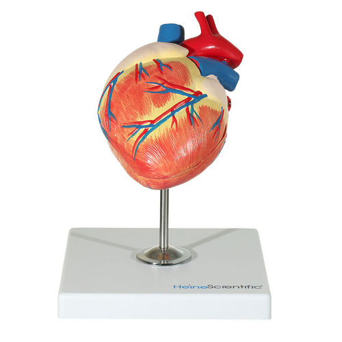 Modelo anatómico de corazón - H191780  - HeineScientific® - de vasos sanguíneos / veterinario / de formación