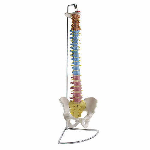 Modelo anatómico de columna vertebral - H131267 - HeineScientific® - de pelvis / de formación / flexible