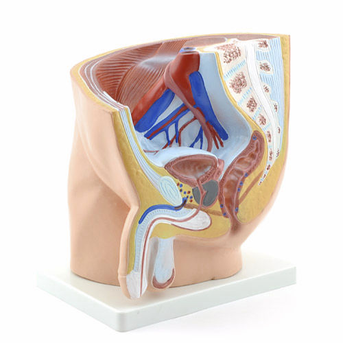 Modelo anatómico de recto - H130375 - HeineScientific® - de vejiga / de próstata / de pelvis