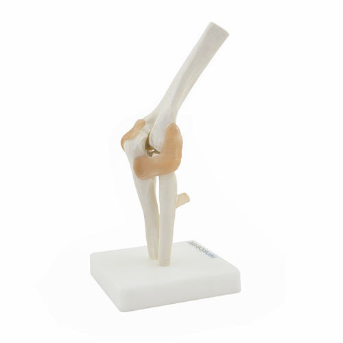 Modelo anatómico de articulación - H130492 - HeineScientific® - de esqueleto / de radio / de húmero