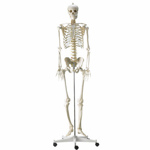 Modelo anatómico raquídeo - H495121 - HeineScientific® - de cuerpo entero / de esqueleto / de formación