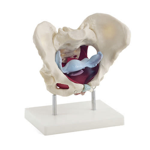 Modelo anatómico de recto - H130826  - HeineScientific® - ano / vaginal / de útero