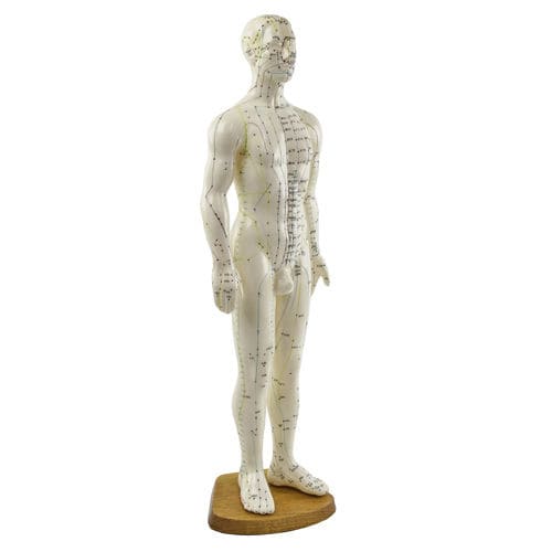 Modelo anatómico de cuerpo entero - H134005 - HeineScientific® - de acupuntura / de formación / masculino