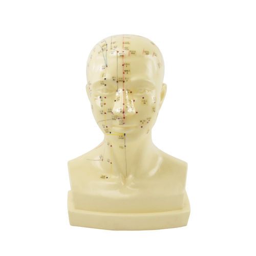 Modelo anatómico de cabeza - H134010 - HeineScientific® - de acupuntura / de formación / de plástico