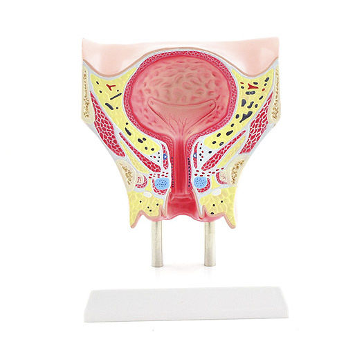 Modelo anatómico de vejiga - H130481 - HeineScientific® - de uretra / de uréter / vaginal