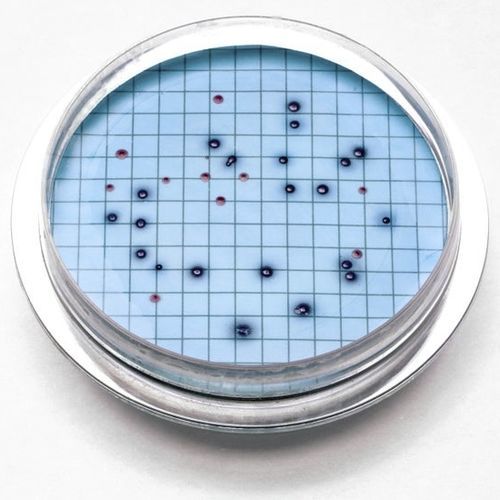 Reactivo gel de agar - 2805215 - HACH LANGE Europe - para análisis de agua / deshidratado / para bacterias