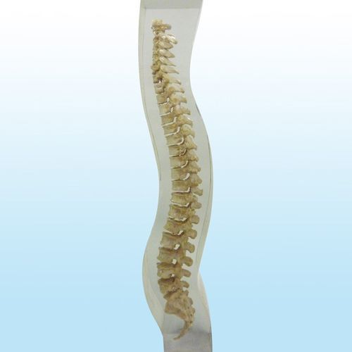 Fantoma de prueba para radiología - 12715 - QUART X-Ray QA Solutions - de columna vertebral / de pelvis