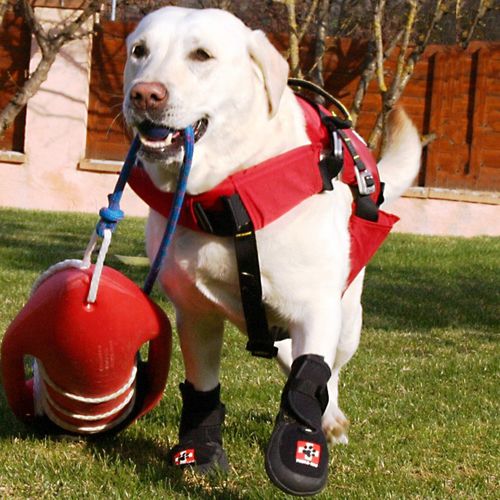 Bota ortopédica inmovilizadora veterinaria para perros - Thera-Paw - Thera-Paw - transpirable