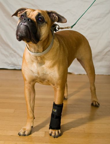 Férula veterinaria túnel carpiano - Carpo-Flex X - Thera-Paw - para cánidos