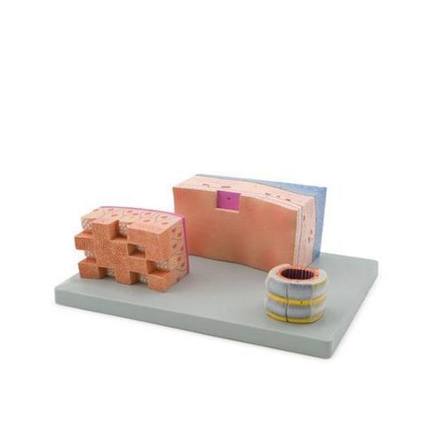 Modelo anatómico de tráquea - YA/R053 - Yuan Technology - de formación