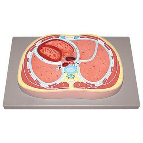 Modelo anatómico abdominal - YA/U078 - Yuan Technology - de corazón / de tórax / de formación