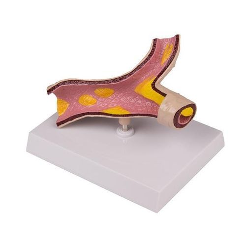 Modelo anatómico de arteria - YA/C017 - Yuan Technology - de formación