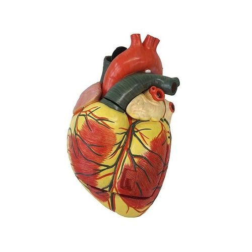 Modelo anatómico de corazón - YA/C021 - Yuan Technology - de formación