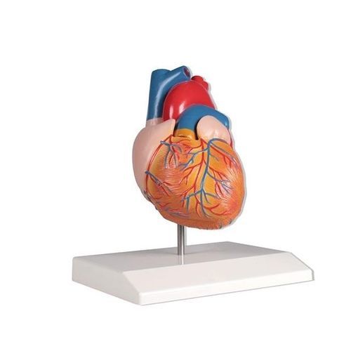 Modelo anatómico de corazón - YA/C022 - Yuan Technology - de formación / de plástico