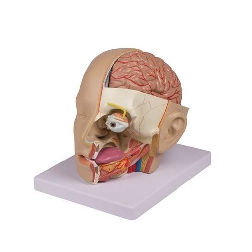 Modelo anatómico de cabeza - YA/N028 - Yuan Technology - de cráneo / de vasos sanguíneos / de cerebro
