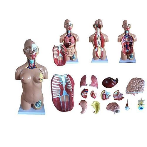 Modelo anatómico de mama - YA/T022 - Yuan Technology - tronco / de formación / con musculatura