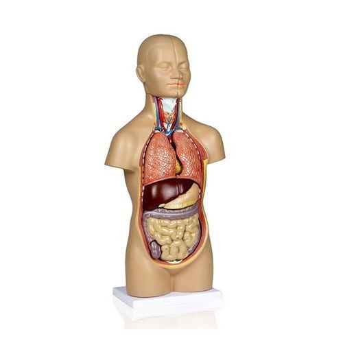 Modelo anatómico de torso - YA/T021 - Yuan Technology - de formación