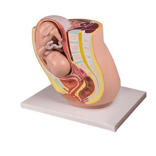 Modelo anatómico de pelvis - YA/HB051 - Yuan Technology - de embarazo / femenino