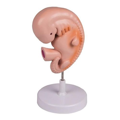 Modelo anatómico de cuerpo entero - YA/HB053 - Yuan Technology - de formación / embrionario