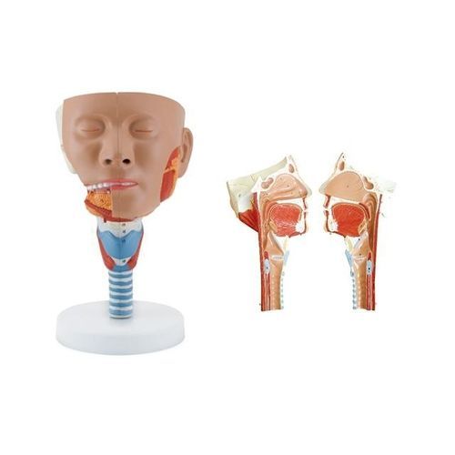 Modelo anatómico de cabeza - YA/H022  - Yuan Technology - de laringe / de faringe / de formación