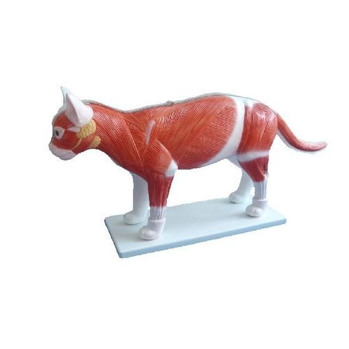 Modelo anatómico de cuerpo entero - YA/B027  - Yuan Technology - de formación / de felino / con musculatura