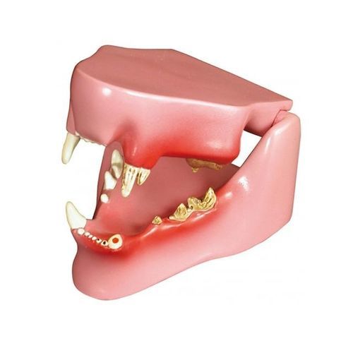 Modelo anatómico de mandíbula - YA/B027A  - Yuan Technology - de dientes / de formación / de felino