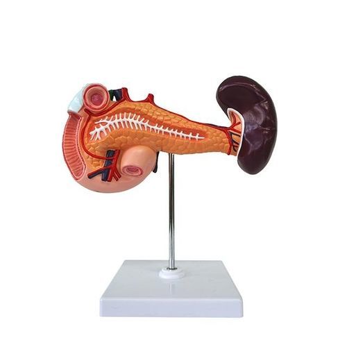 Modelo anatómico de páncreas - YA/D034 - Yuan Technology - de duodeno / de bazo / de formación