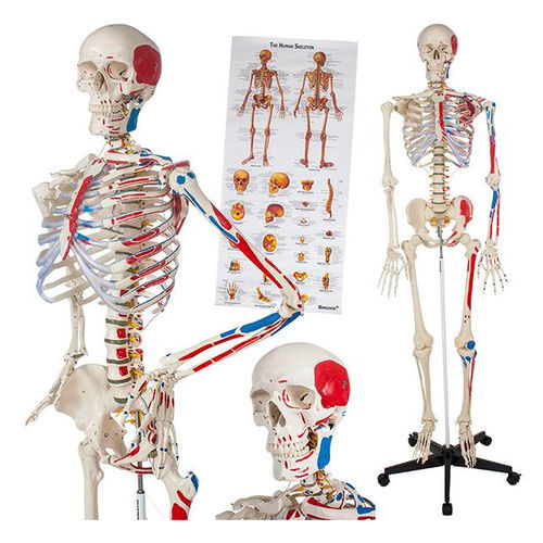 Modelo anatómico de esqueleto - YA/L011A  - Yuan Technology - de cuerpo entero / de formación / con marca de los músculos