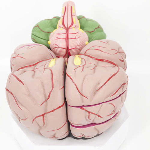 Modelo anatómico de cerebro - YA/N027C - Yuan Technology - de formación