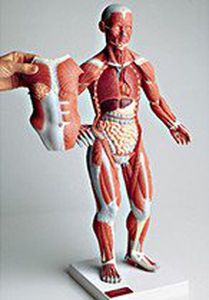 Modelo anatómico muscular - 0345-59  - Denoyer-Geppert - de cuerpo entero / abdominal / torácico