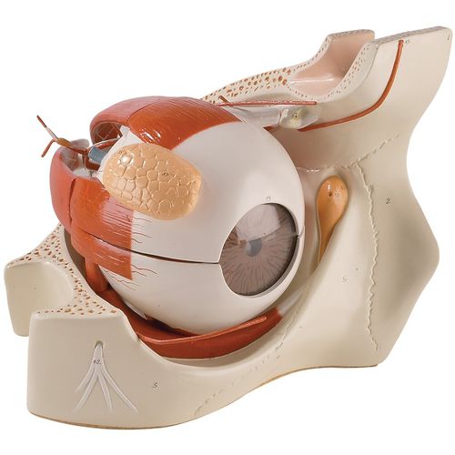 Modelo anatómico cuerpo - 0182-00 - Denoyer-Geppert - de ojo / de vasos sanguíneos / de formación
