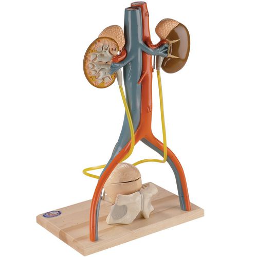 Modelo anatómico de seno - 0145-00 - Denoyer-Geppert - de pelvis / pélvico / vena femoral
