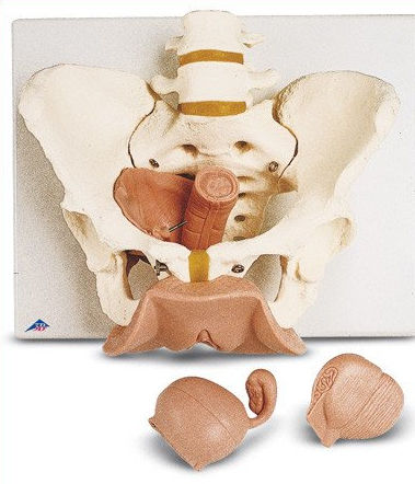 Modelo anatómico de esqueleto - SV31 - Denoyer-Geppert - de pelvis / lumbar / de coxis