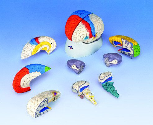 Modelo anatómico craneal - A422  - Denoyer-Geppert - de sien / de cerebro / de cerebelo