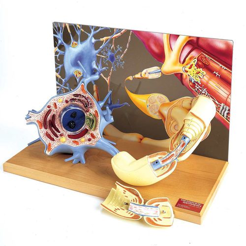 Modelo anatómico cuerpo - 0167-00 - Denoyer-Geppert - de nervio / de neurona / de formación