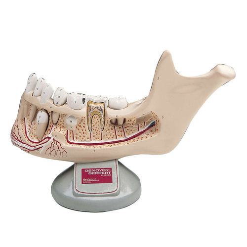 Modelo anatómico de hueso - 0106-00 - Denoyer-Geppert - de mandíbula / mandibular / de mandíbula