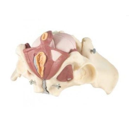 Modelo anatómico de pelvis - ZKK-267-A - Educational + Scientific Products Ltd - de suelo pélvico / de músculo / de coxis