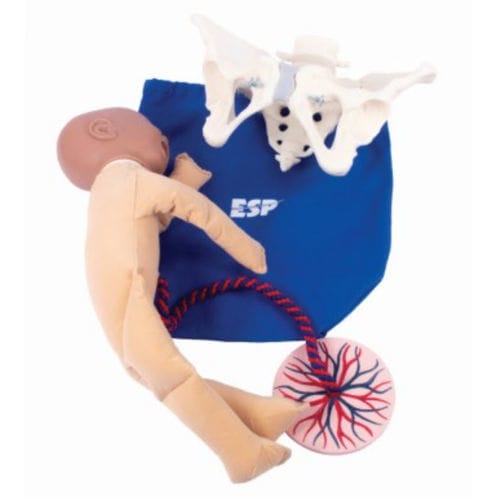 Modelo anatómico de pelvis - ZKK-260-T - Educational + Scientific Products Ltd - de cordón umbilical / de parto / femenino
