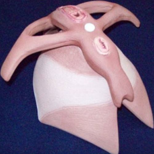 Modelo anatómico de músculo - ZKK-262-H - Educational + Scientific Products Ltd - de suelo pélvico / de formación / femenino