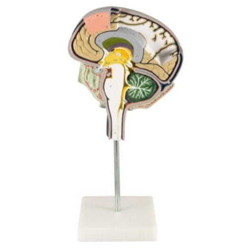 Modelo anatómico de cráneo ZKH266N Educational + Scientific