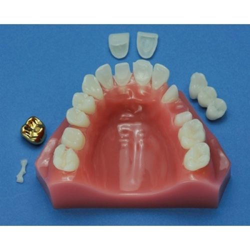 Modelo anatómico de maxilar - ZDM-011-CD - Educational + Scientific Products Ltd - para odontología / de formación